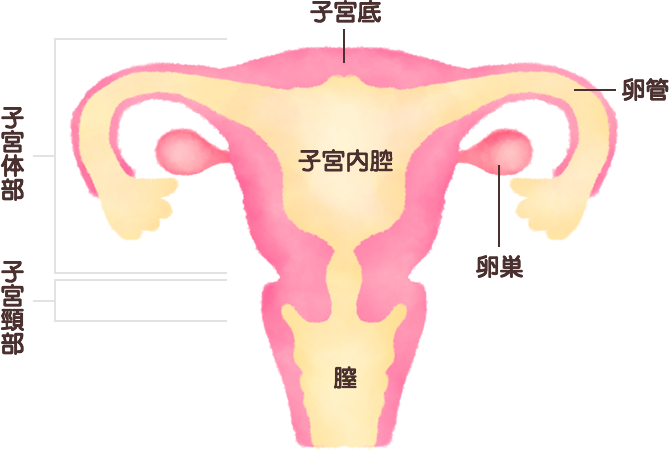 子宮の構造の図